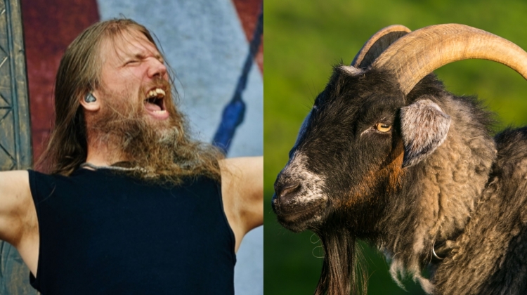 Amon Amarth goat split , George Rose/Getty Images